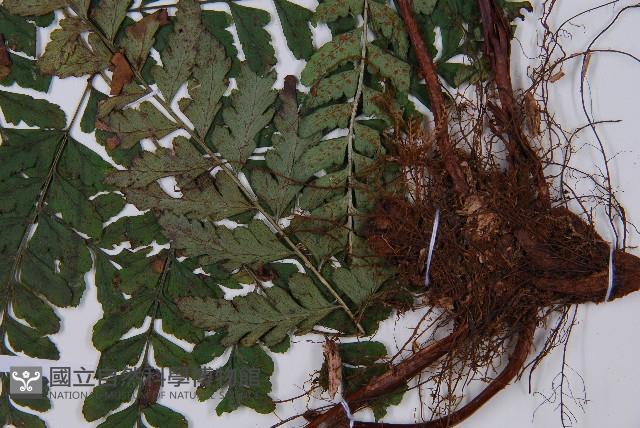 長葉鱗毛蕨藏品圖，第5張