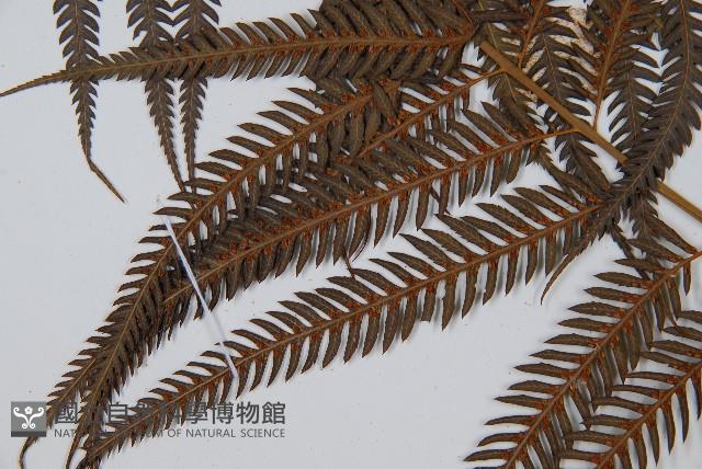 臺灣金狗毛蕨藏品圖，第5張