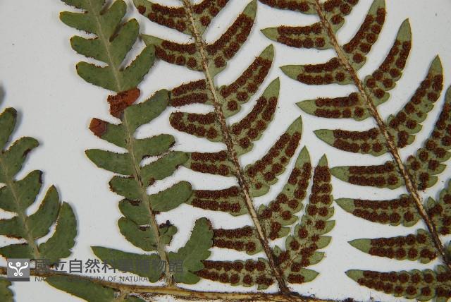 華中介蕨藏品圖，第6張