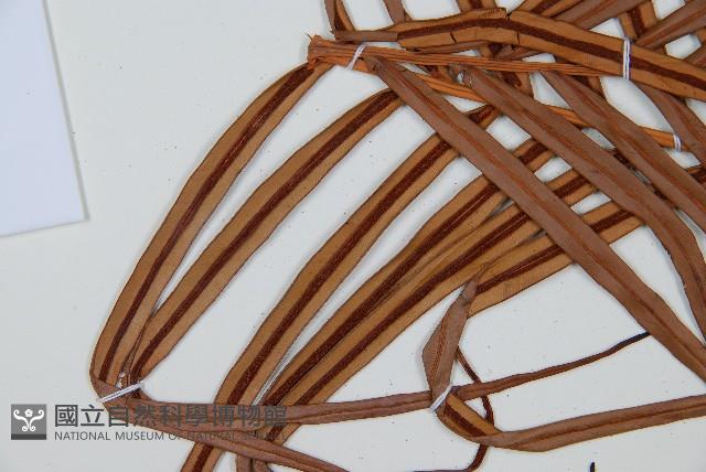 烏毛蕨藏品圖，第5張