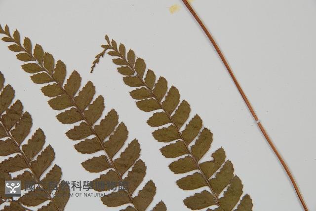 斜方複葉耳蕨藏品圖，第5張