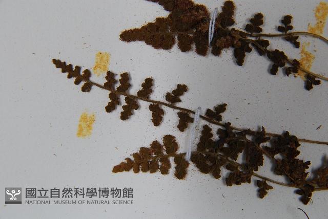 鐵角蕨藏品圖，第6張