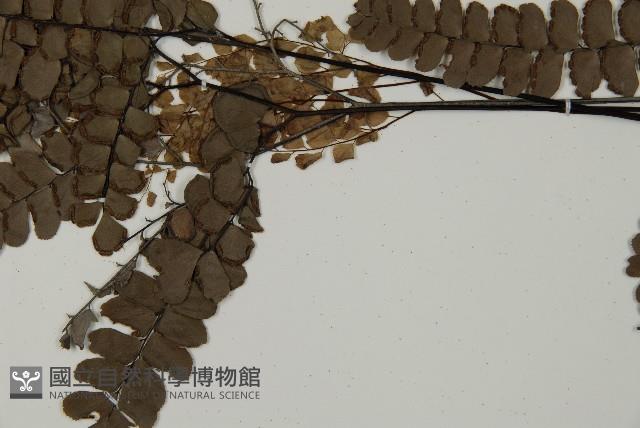 扇葉鐵線蕨藏品圖，第5張