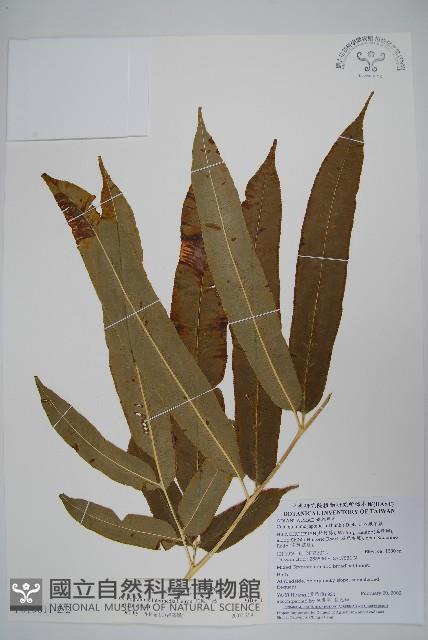 華鳳丫蕨藏品圖，第6張