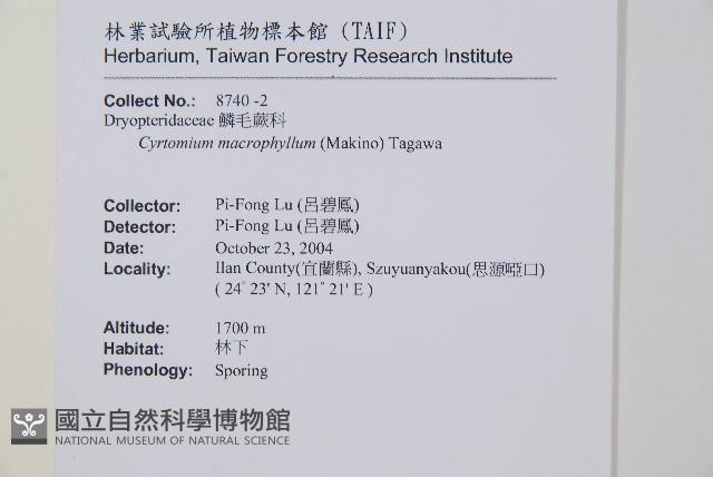大葉貫眾蕨藏品圖，第5張