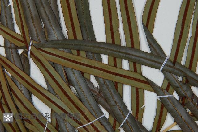 烏毛蕨藏品圖，第5張