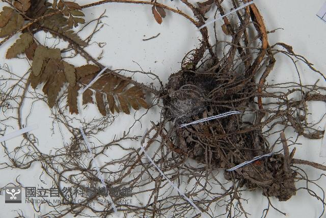 中華複葉耳蕨藏品圖，第6張