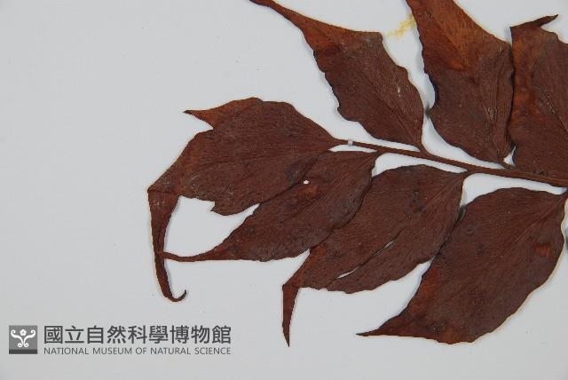 全緣貫眾蕨藏品圖，第5張