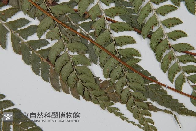 Accession Number:P006791 Collection Image, Figure 5, Total 5 Figures