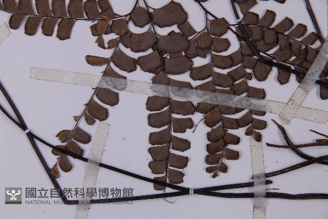 扇葉鐵線蕨藏品圖，第5張