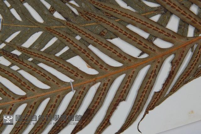 臺灣狗脊蕨藏品圖，第5張