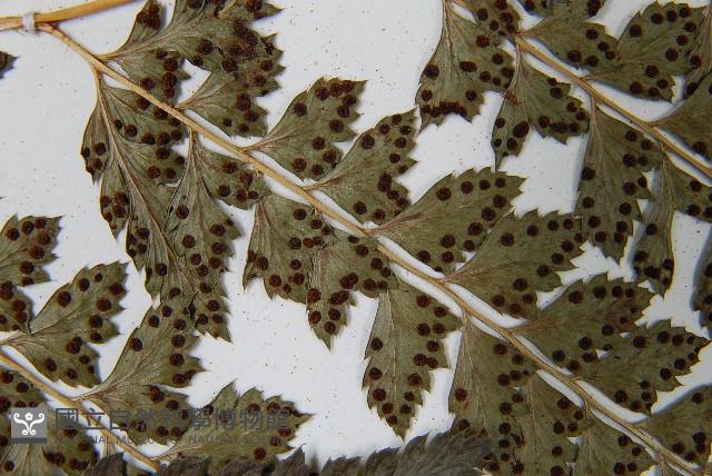 斜方複葉耳蕨藏品圖，第5張