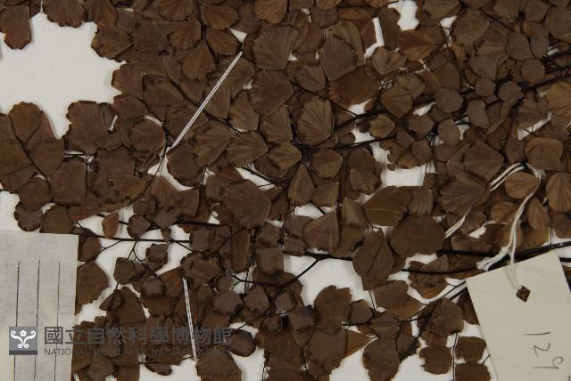 扇葉鐵線蕨藏品圖，第5張