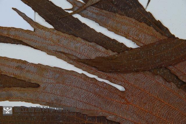 雙扇蕨藏品圖，第5張