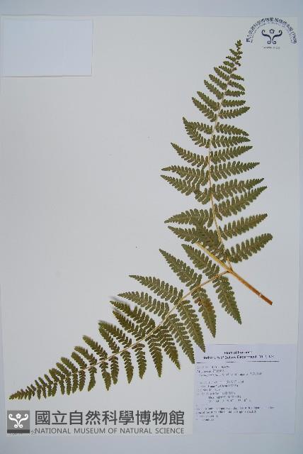 姬蕨藏品圖，第6張