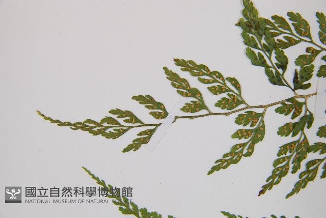 寬葉冷蕨藏品圖，第6張