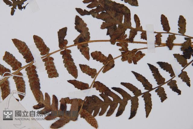 假蹄蓋蕨藏品圖，第6張