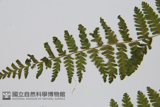 粗柄毛冷蕨藏品圖，第6張