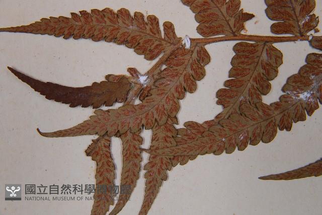 假蹄蓋蕨、東洋蹄蓋蕨藏品圖，第6張