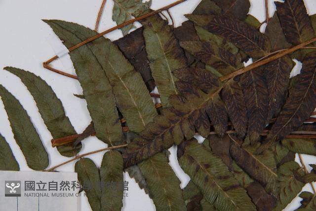 江南短腸蕨藏品圖，第6張