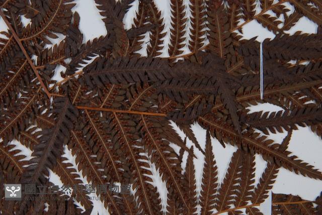 金狗毛蕨藏品圖，第5張