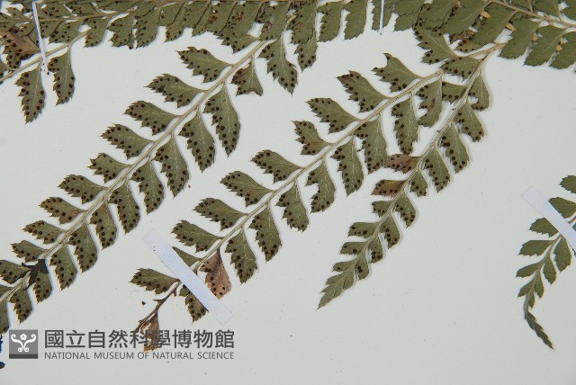 斜方複葉耳蕨藏品圖，第5張