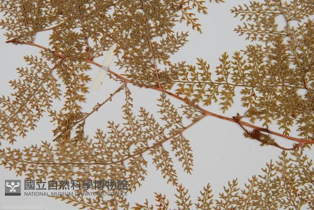 台灣小膜蓋蕨藏品圖，第8張