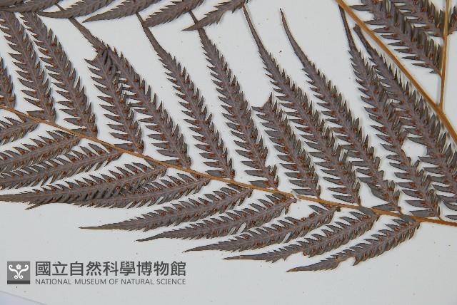 臺灣金狗毛蕨藏品圖，第5張