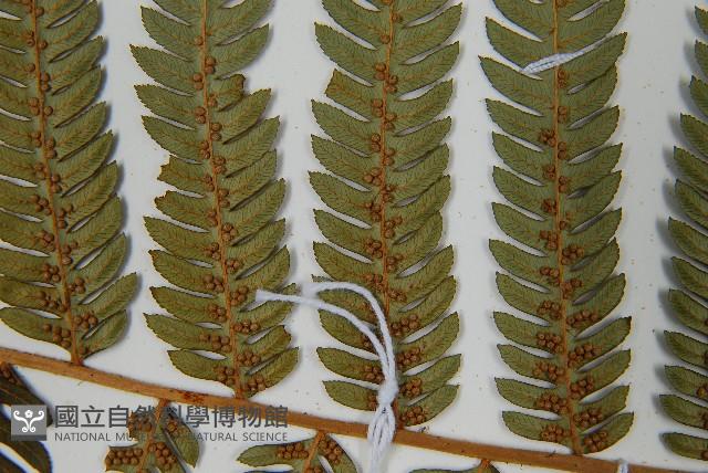 台灣桫欏藏品圖，第5張