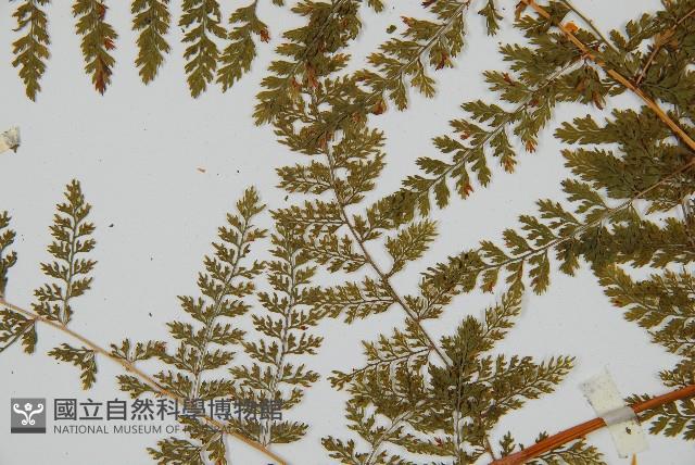 台灣小膜蓋蕨藏品圖，第5張