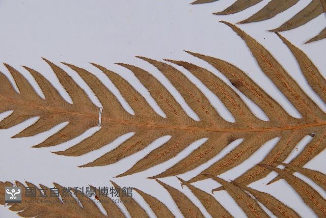 臺灣狗脊蕨藏品圖，第5張