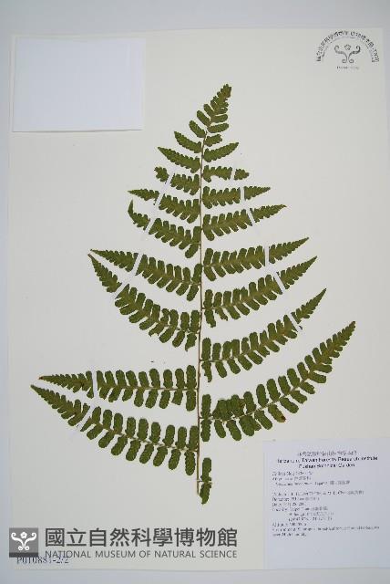 翅柄雙蓋蕨藏品圖，第6張