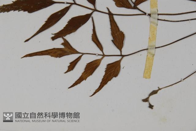 革葉鐵角蕨藏品圖，第5張