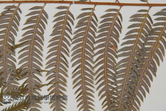 臺灣金狗毛蕨藏品圖，第5張