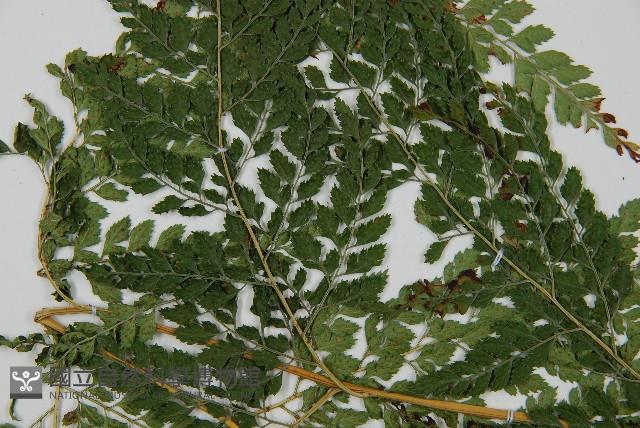 臺灣兩面複葉耳蕨藏品圖，第5張