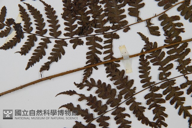 川上氏雙蓋蕨藏品圖，第6張