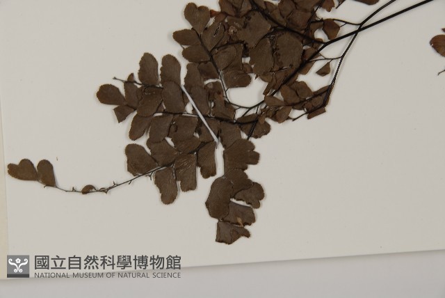 扇葉鐵線蕨藏品圖，第5張