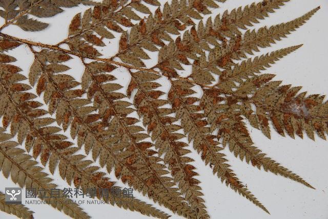 細葉複葉耳蕨藏品圖，第5張