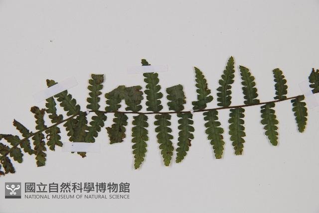 麥稈蹄蓋蕨藏品圖，第6張