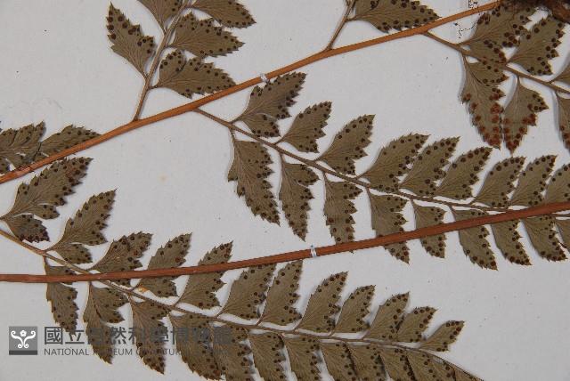 斜方複葉耳蕨藏品圖，第5張