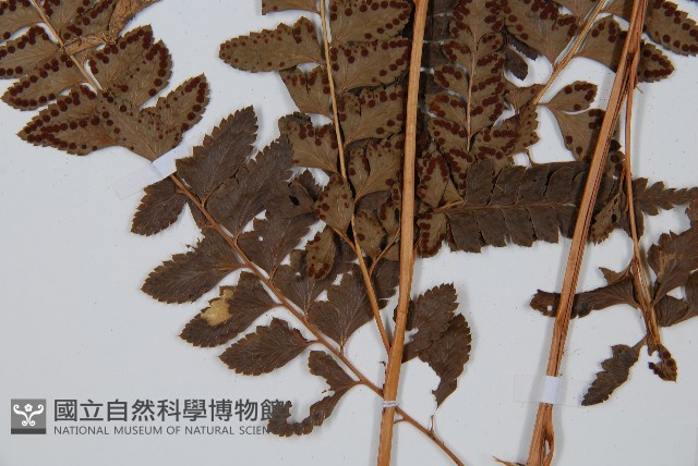 斜方複葉耳蕨藏品圖，第5張