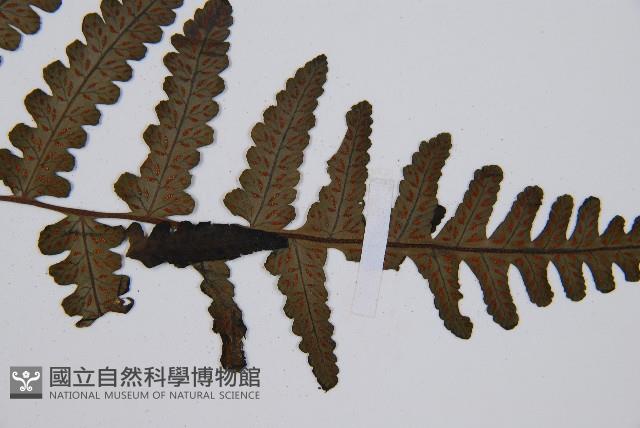 黑葉貞蕨藏品圖，第6張