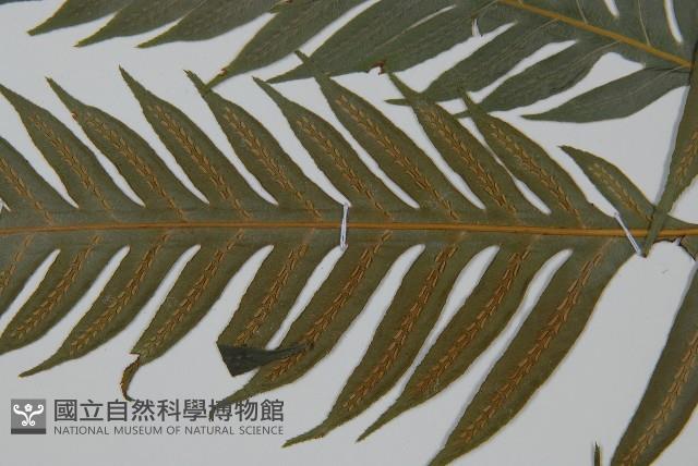 臺灣狗脊蕨藏品圖，第5張