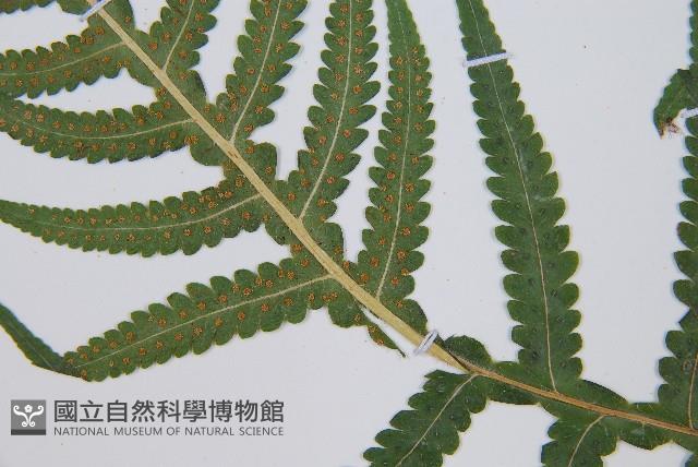 東亞假鱗毛蕨藏品圖，第6張