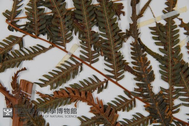 金狗毛蕨藏品圖，第5張