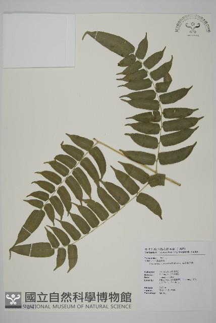 高山鳳丫蕨藏品圖，第6張