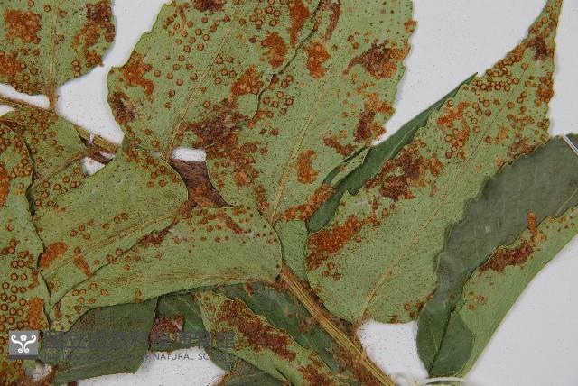 全緣貫眾蕨藏品圖，第4張