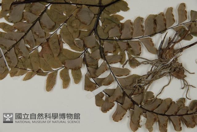 扇葉鐵線蕨藏品圖，第5張