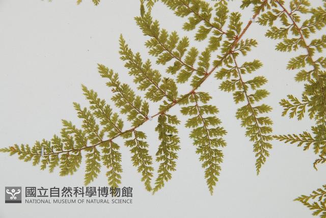 台灣小膜蓋蕨藏品圖，第6張