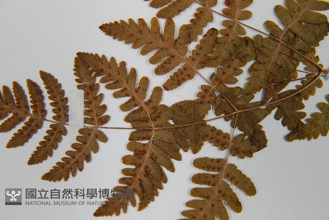 羽節蕨藏品圖，第6張